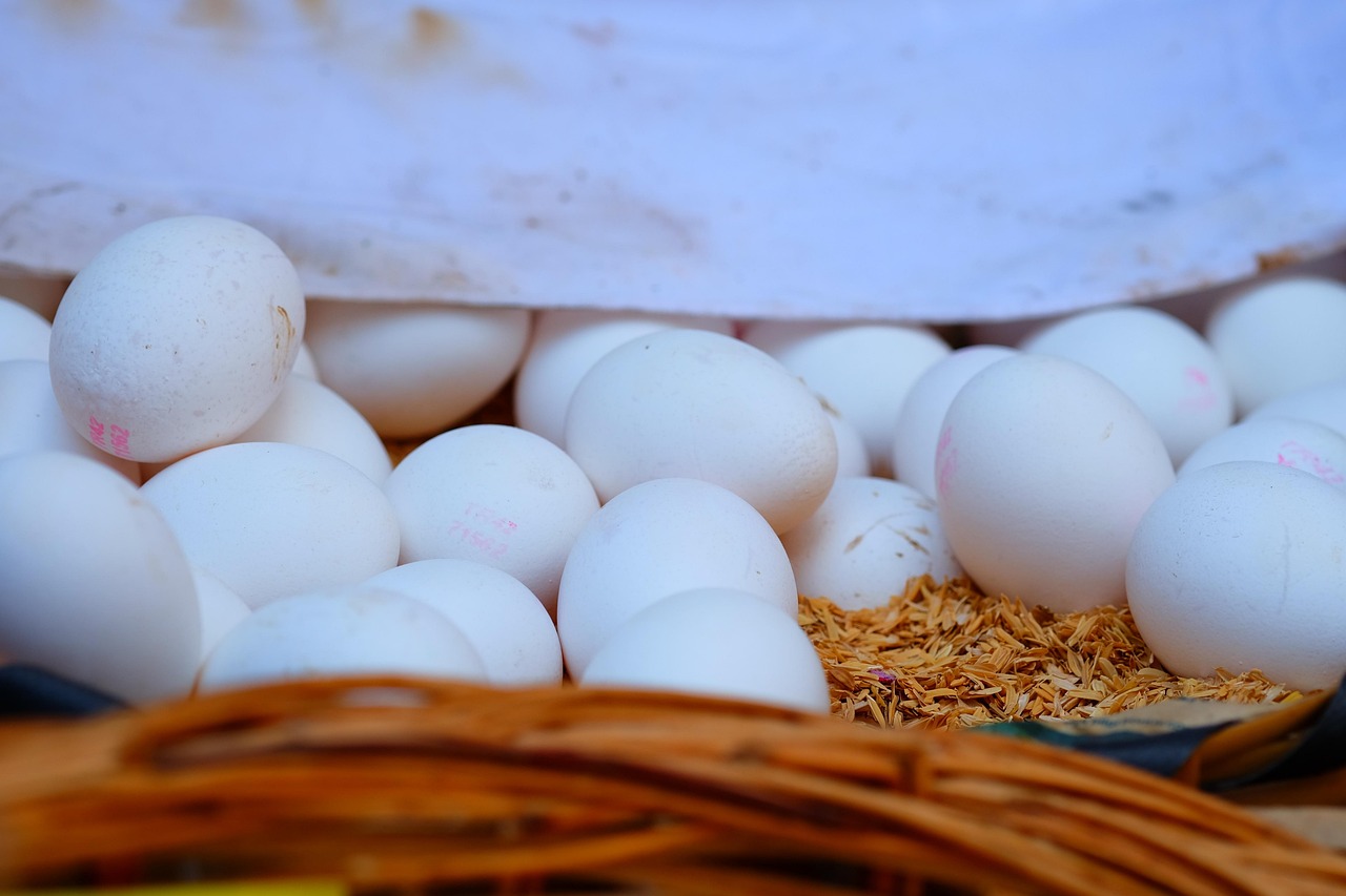 合肥鸡蛋最新价格动态分析与趋势预测